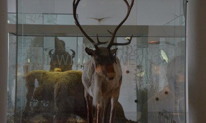 Tiere in der Steinzeit: Jäger und Gejagte