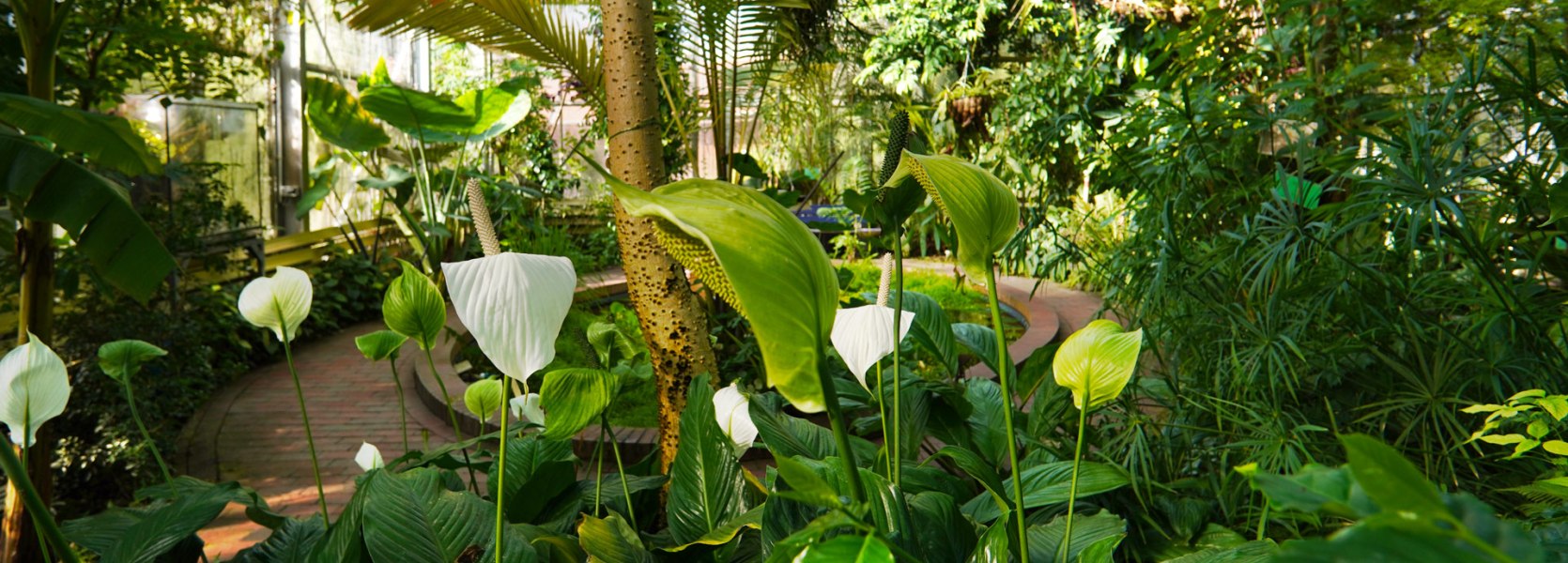 Grüne Pflanzenpracht im Tropenhaus im Botanischen Garten Oldenburg