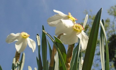 Die frühe Hummel fängt die Polle - Frühblüher