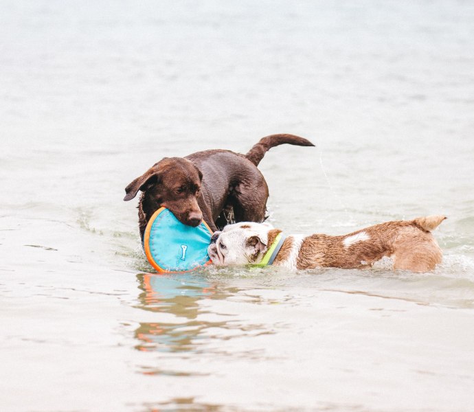 Beachclub Nethen Hundestrand