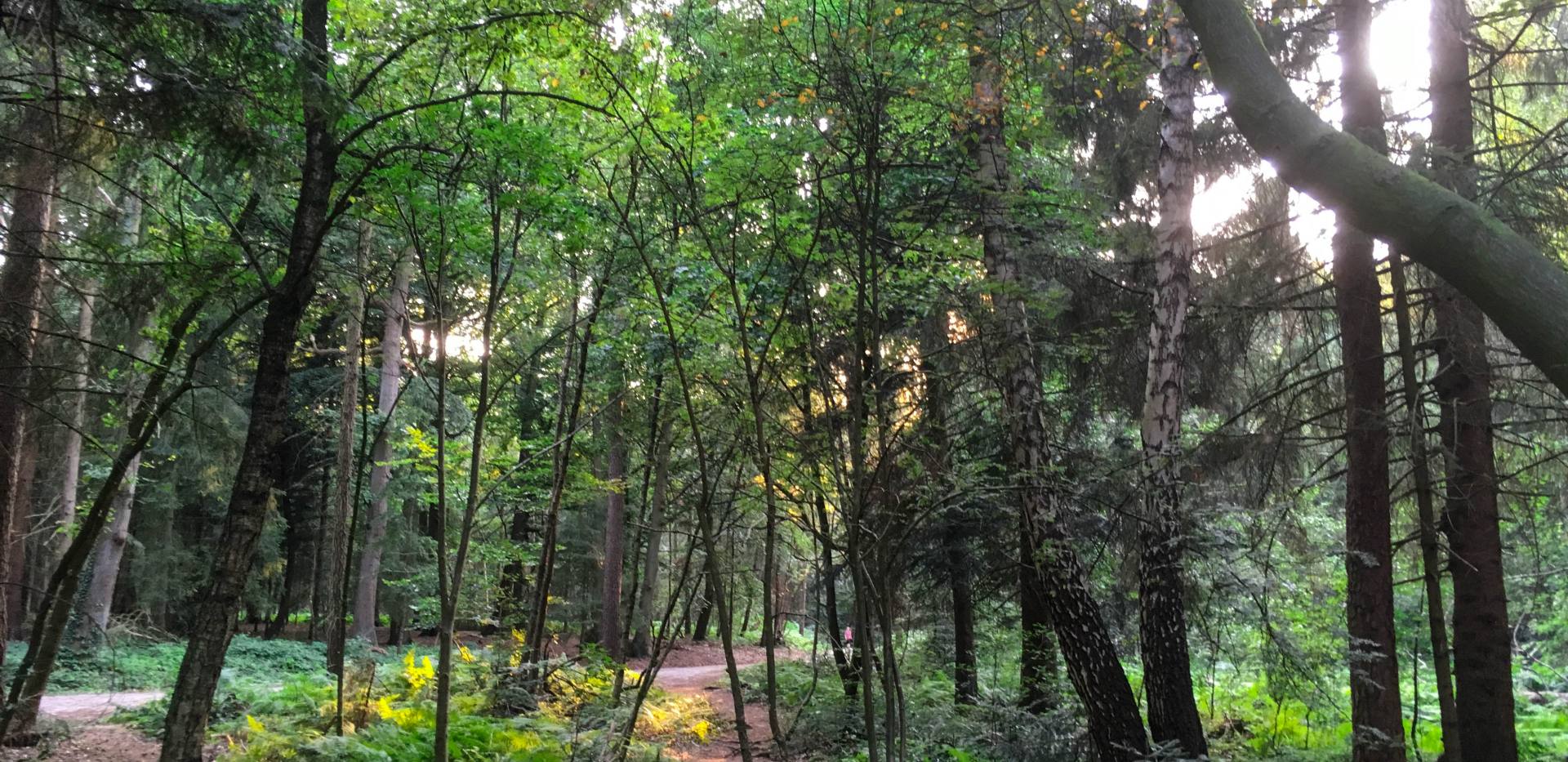 Blick auf Waldweg durch den Wildenloh