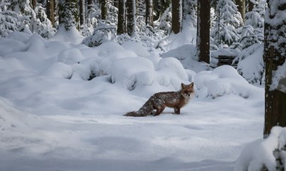 Winterreise mit dem kleinen Fuchs