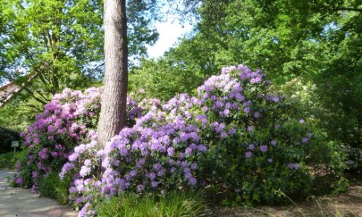 Rhododendronroute im Ammerland (Start Zwischenahn)