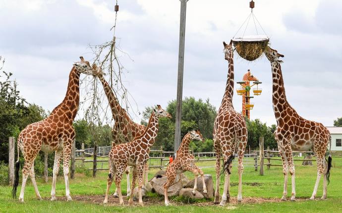 giraffen_jaderpark_barbaraminnemann