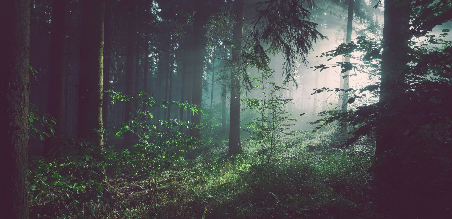 Dem Wald verbunden - Waldgeister gestalten