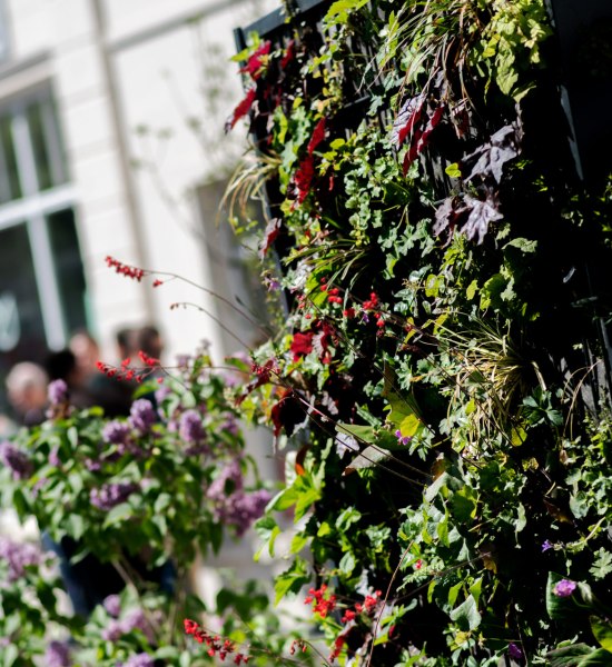 Vertikale Bepflanzung mit roten und lila Blüten als Teil der Oldenburg Stadtgärten