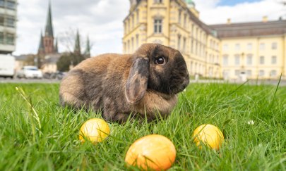 Ein Hase und drei Eier im Rasenstück vor dem Oldenburger Schloss.