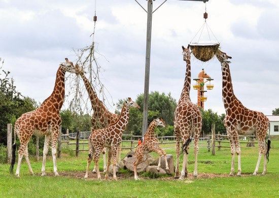 giraffen_jaderpark_barbaraminnemann