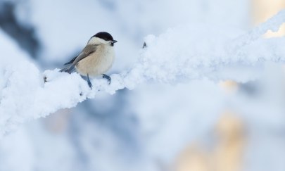 Nicht auf Reise, kleine Meise? Vögel im Winter