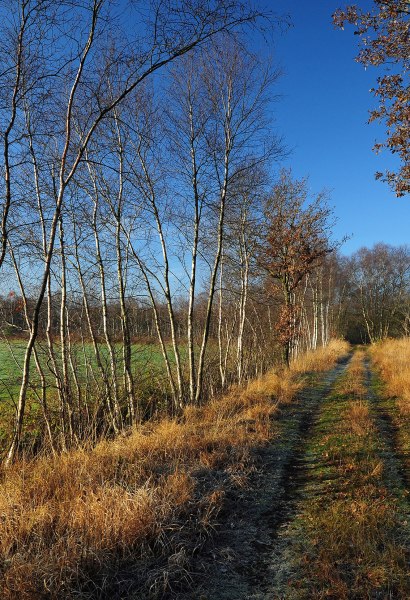 Gellener Torfmöörte Wanderweg