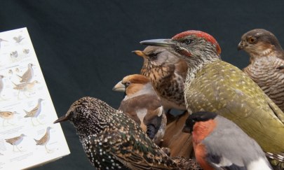 Ferienworkshop: Vogelvielfalt im Wintergarten - BESTIMMUNGSÜBUNGEN