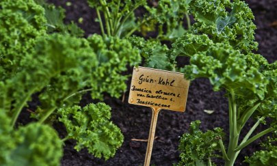 Grünkohlpflanzen im Beet kurz vor der Ernte.