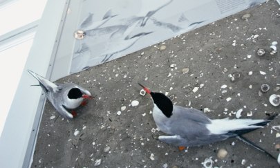 Zugvogel-Bestimmungsübungen