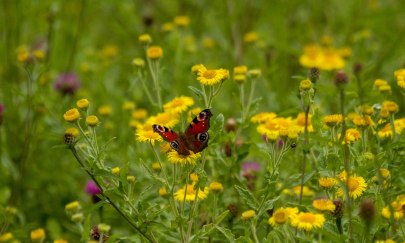 Darauf fliegen wir - insektenfreundliche Wildblumen