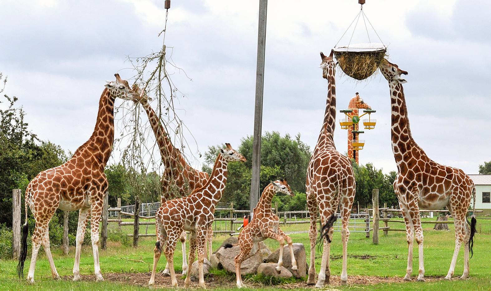 giraffen_jaderpark_barbaraminnemann