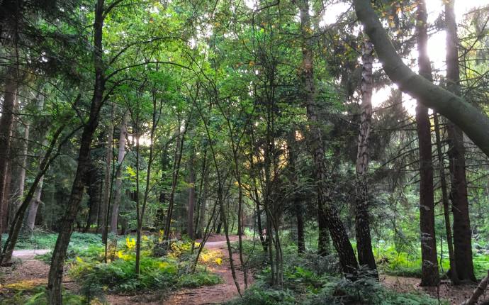 Blick auf Waldweg durch den Wildenloh